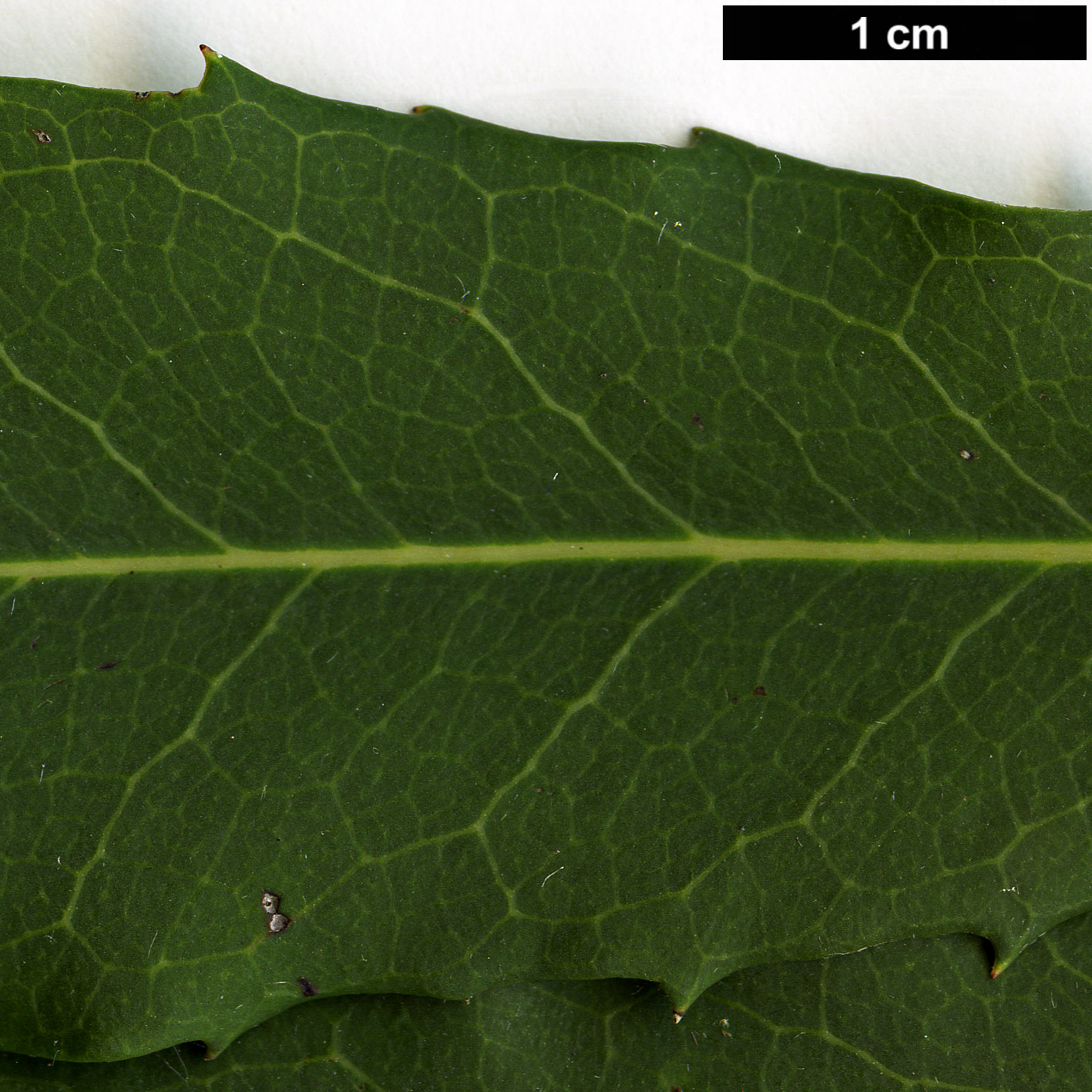 High resolution image: Family: Proteaceae - Genus: Lomatia - Taxon: dentata